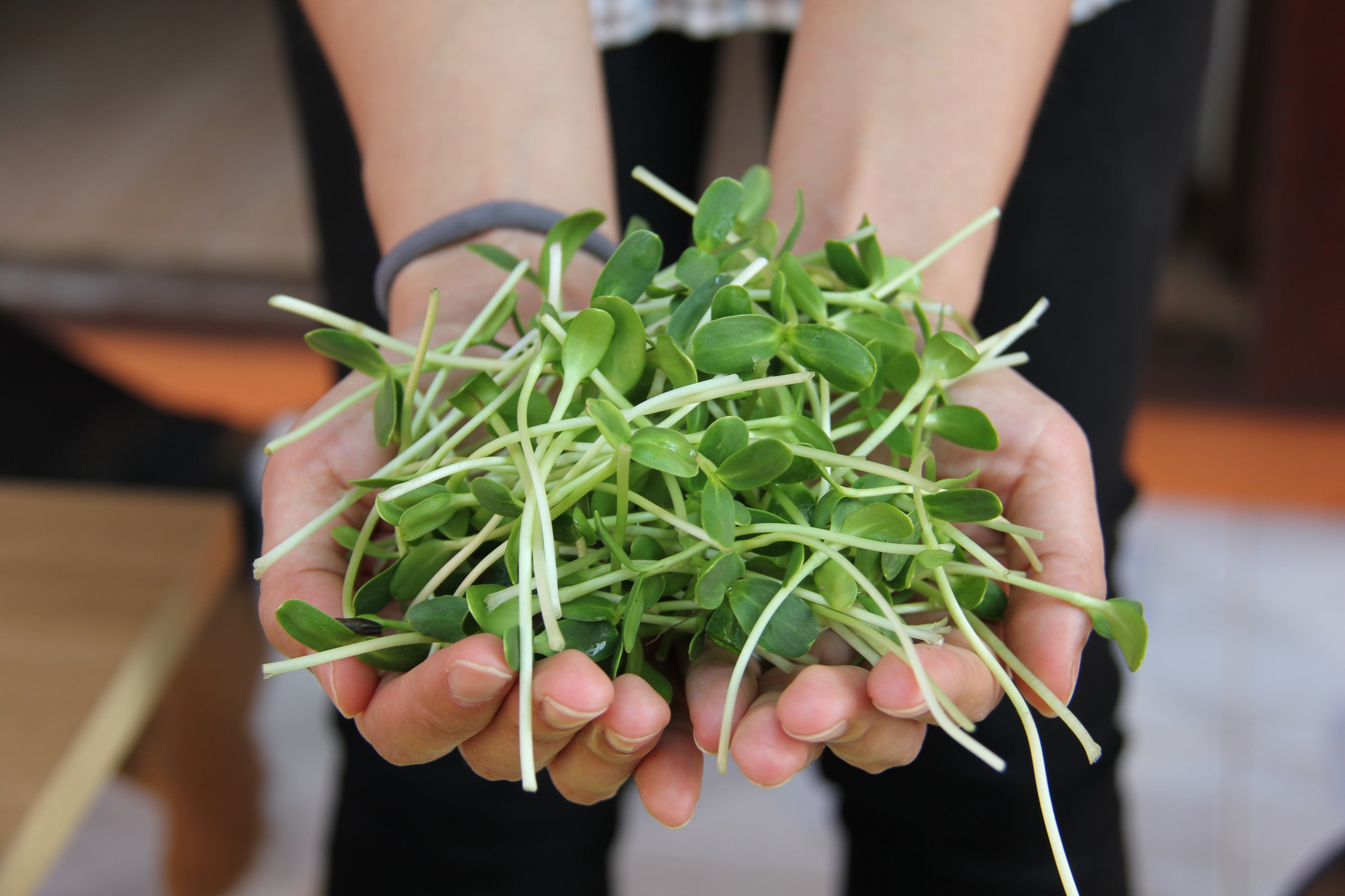 Sunflower Microgreens | High Protein & B-Vitamins | Energy Boost