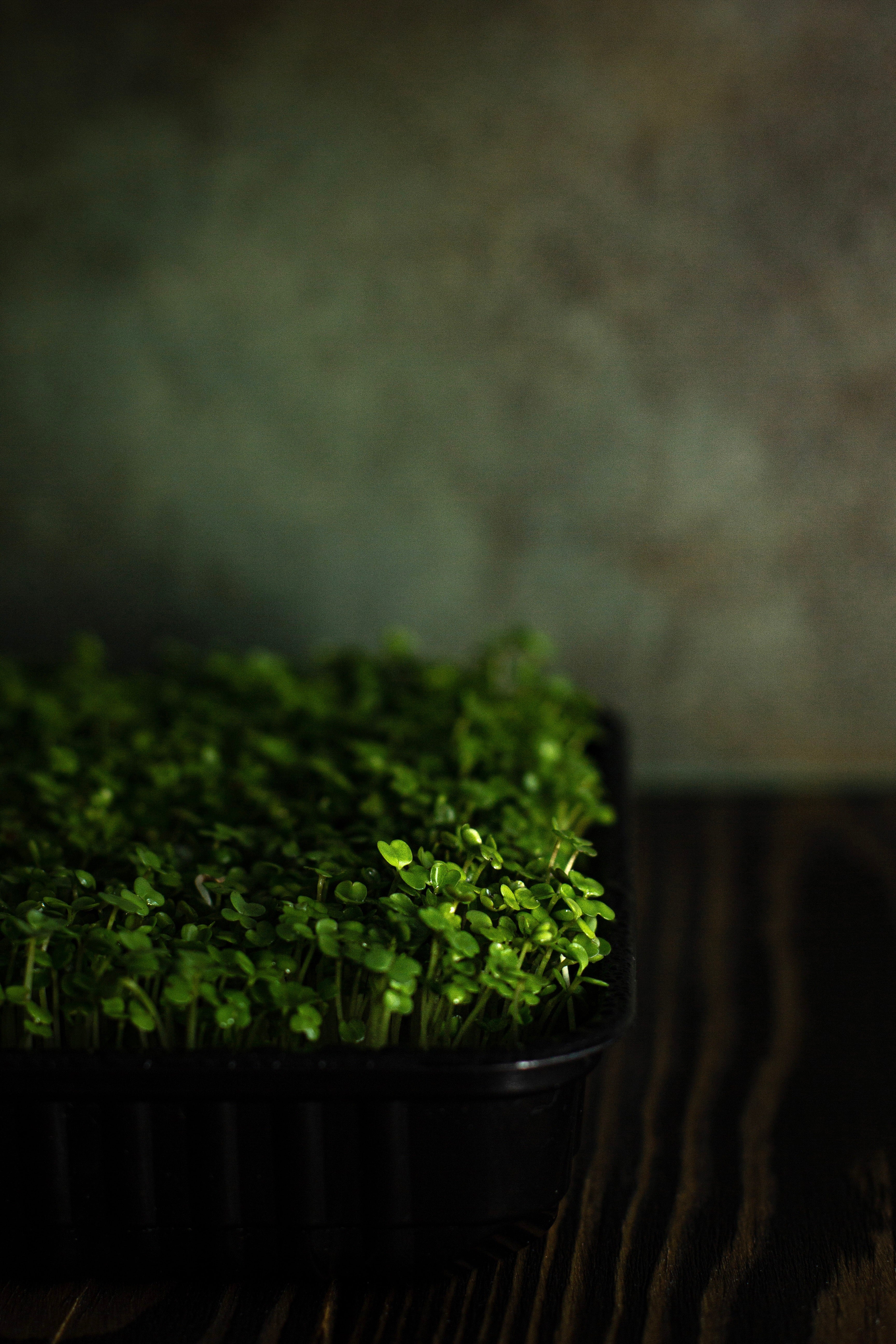 Fresh Peashoot Microgreens | Organic & Nutrient-Rich